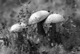 Bolete Mushroom