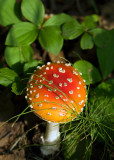 Fly Amanita