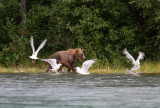 Brown Bear