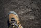 Brown Bear Track And My Boot