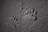 Brown Bear Tracks