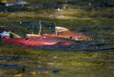 Spawning Coho Salmon