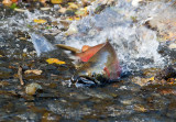 Spawning Coho Salmon
