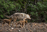 Wolf And Pups