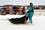 Iditarod Photos - 2008