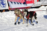 Iditarod Photos - 2008