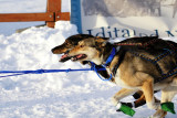 Iditarod Photos - 2008