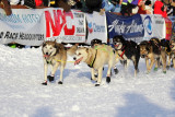 Iditarod Photos - 2008