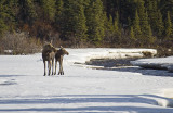 Cow Moose And Calf