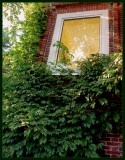 Window with green beard