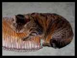 I love my pillow