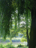 Tree in diffuse light