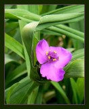 Purple flower