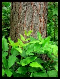 Spring green