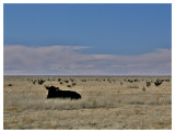 Cow on the Plains*