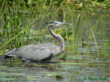 Blue Heron Wading 2  Cuyahoga Valley  Sept 1 2009  Sony DSC-H5