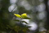 Haarlemmer Hout