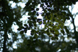 Haarlemmer Hout