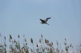 La Albufera