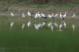 Keoladeo Ghana National Park