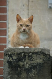 Bosch en Vaart: Cat