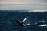 Humpback Whale