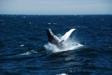 Humpback Whale