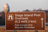 Snowy Owl - Stage Island Pool Sign
