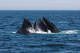 Two Humpbacks Lunge Feeding