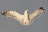 Seagull in flight