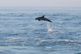 Dolphin Jumping1.jpg