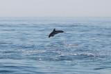 Dolphin Jumping3.jpg