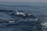 Dolphins riding wake of boat1.jpg