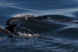 White Sided Dolphin1.jpg