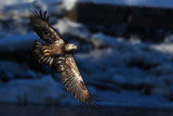 Immature Bald Eagle