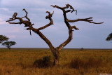 Serengeti Seronera