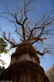 La falesia: il baobab albero sacro ai Dogon