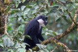 Primates