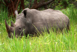 Ziwa Rhino Reserve - White Rhino