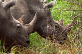 Ziwa Rhino Reserve - White Rhino