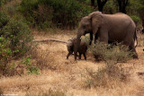 Manyara National Park