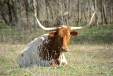 Texas Longhorn