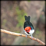 Image-36 (Red-capped cardinal).jpg