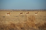 roadside antelopes