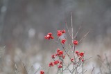 IMG_22791.jpg