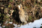 Great Bittern (Botaurus stelleraris)