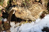 Great Bittern (Botaurus stelleraris)