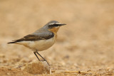 Northern Wheatear (Oenanthe oenanthe)