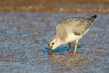 Red Knot (Calidris canutus)