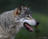 Loup gris - Grey wolf